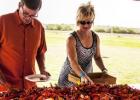 Guests pile crawfish, sausage, corn and potatoes into their boxes at the 7th annual crawfish boil at Texas Lagato winery in Lampasas.